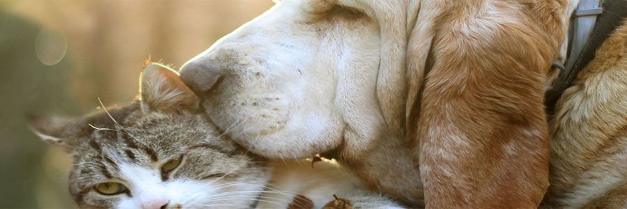 Las mascotas ideales para Tauro